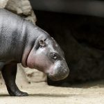 interesting_facts_about_pygmy_hippo4