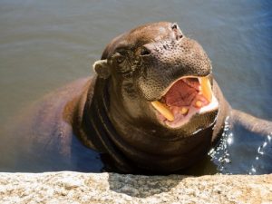 interesting_facts_about_pygmy_hippo5
