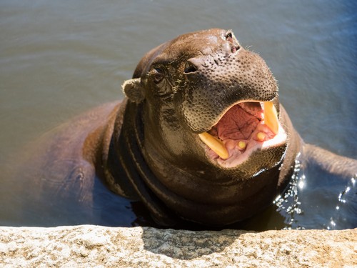 interesting_facts_about_pygmy_hippo5-ap