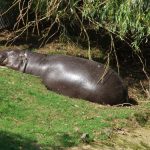 interesting_facts_about_pygmy_hippo6