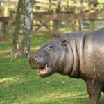interesting_facts_about_pygmy_hippo7