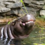 interesting_facts_about_pygmy_hippo8