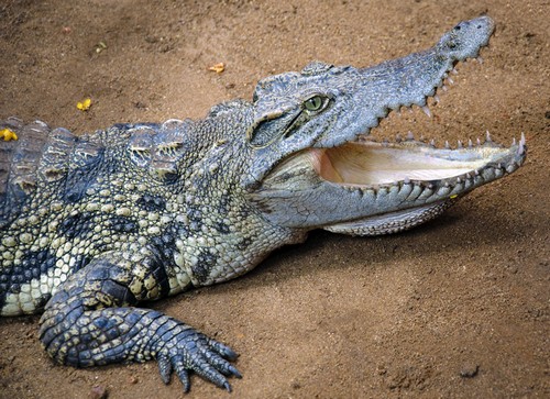 interesting_facts_about_reptiles4