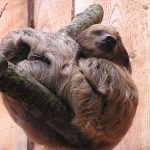 interesting_facts_about_sloth4