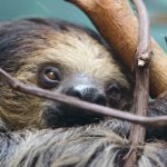 interesting_facts_about_sloth6