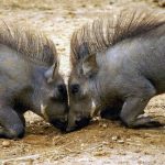 interesting_facts_about_warthogs2