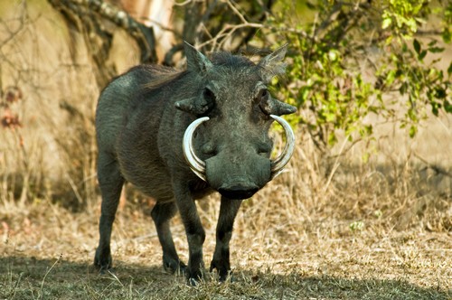 interesting_facts_about_warthogs8-ap