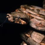 interesting_facts_about_boaconstrictor1