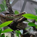 interesting_facts_about_boaconstrictor2