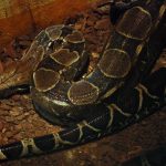 interesting_facts_about_boaconstrictor3