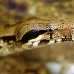 interesting_facts_about_boaconstrictor4