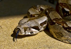 interesting_facts_about_boaconstrictor5