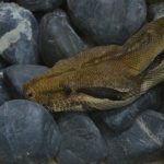 interesting_facts_about_boaconstrictor6