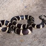 interesting_facts_about_kingsnakes3