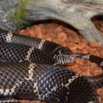 interesting_facts_about_kingsnakes4