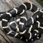 interesting_facts_about_kingsnakes7