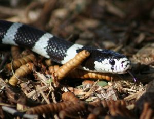 interesting_facts_about_kingsnakes8