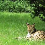 interesting_facts_about_serval1
