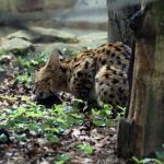 interesting_facts_about_serval2