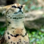 interesting_facts_about_serval3