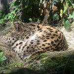 interesting_facts_about_serval4
