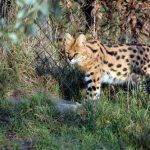 interesting_facts_about_serval5