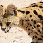 interesting_facts_about_serval6
