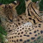 interesting_facts_about_serval7