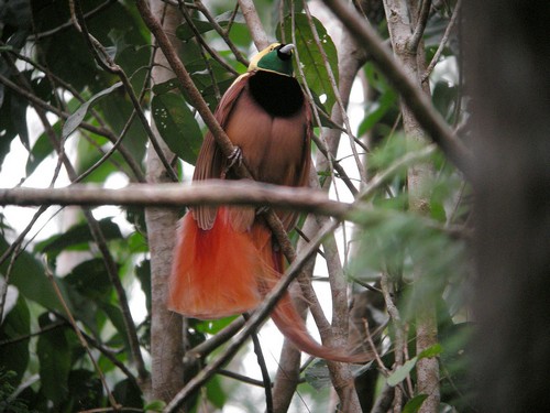 interesting_facts_about_birds_of_paradise1