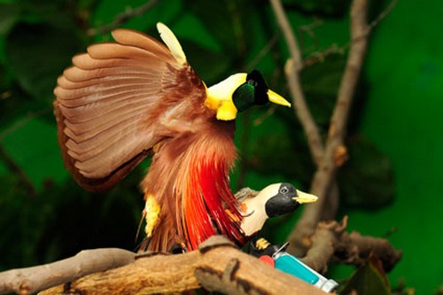 interesting_facts_about_birds_of_paradise5