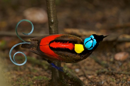 interesting_facts_about_birds_of_paradise8-ap