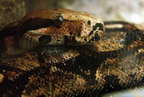 interesting_facts_about_boaconstrictor8