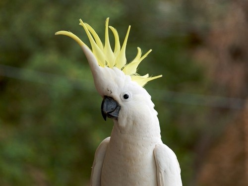 interesting_facts_about_cockatoo2