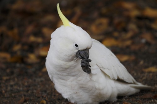 interesting_facts_about_cockatoo7