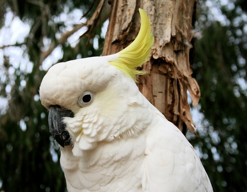 interesting_facts_about_cockatoo8-ap