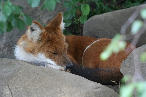 interesting_facts_about_dhole1