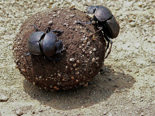 Dung Beetle facts