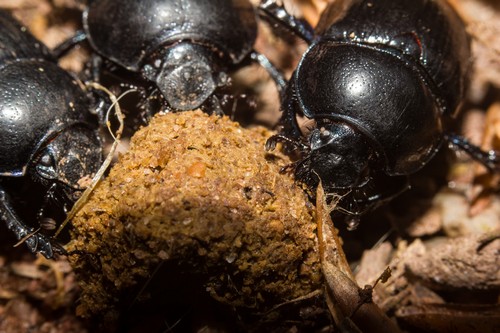 dung-beetle3