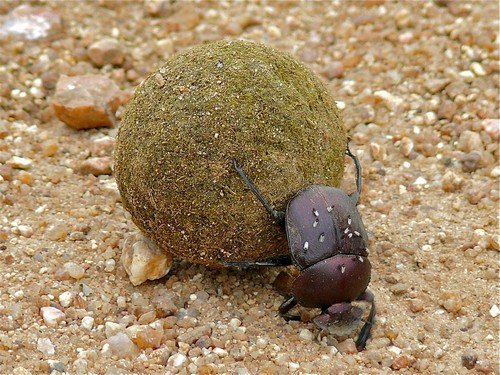 Dung Beetle diet