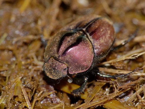 dung-beetle4