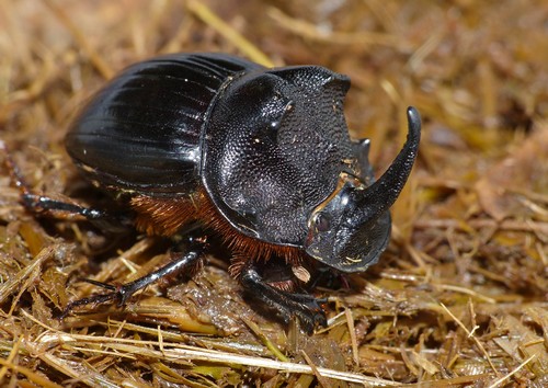 dung-beetle2