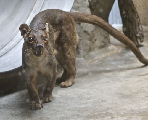 interesting_facts_about_fossa2