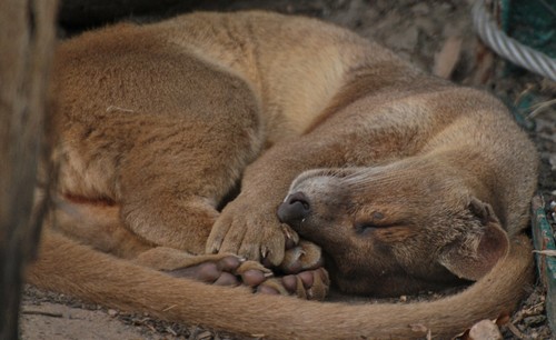 interesting_facts_about_fossa3