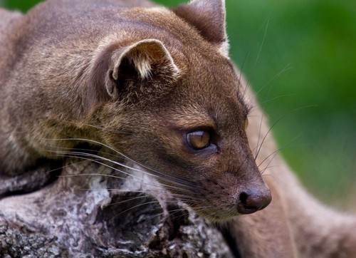 interesting_facts_about_fossa5