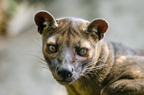 interesting_facts_about_fossa8-ap