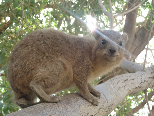interesting_facts_about_hyrax4