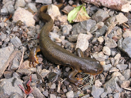 interesting_facts_about_newts1