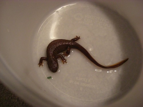 interesting_facts_about_newts2