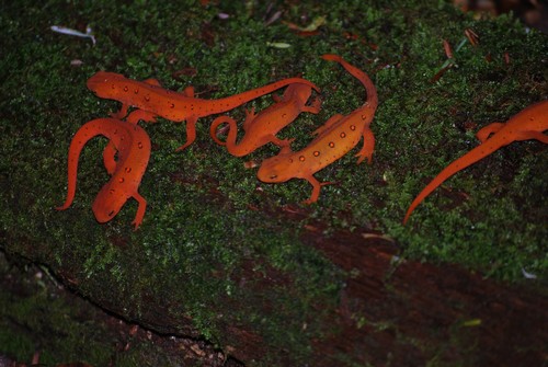 interesting_facts_about_newts5