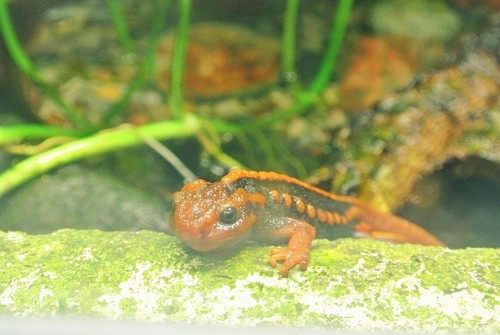 interesting_facts_about_newts6